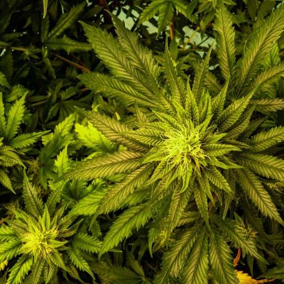 cannabis_dispenary_paw_paw_mi_flower_indica_sativa_plant