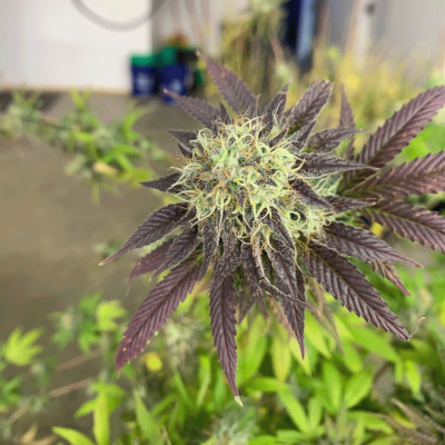 White-Flower-Cannabis-Image-6